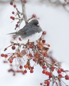 a bird in winter
